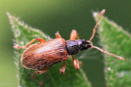 Réf. 249 899 : Phyllobius oblongus